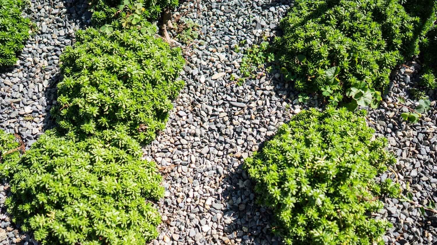 Close up of plants and gravel in the yard.