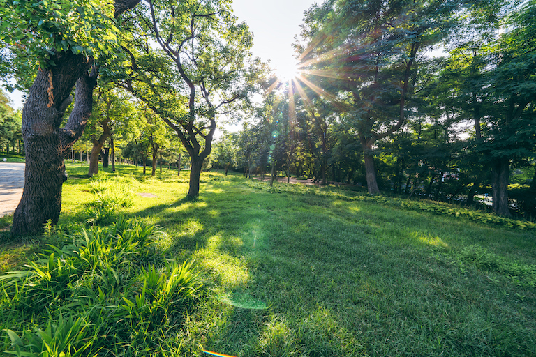 green grassy yard with trees and sunlight streaming through leaves at golden hour