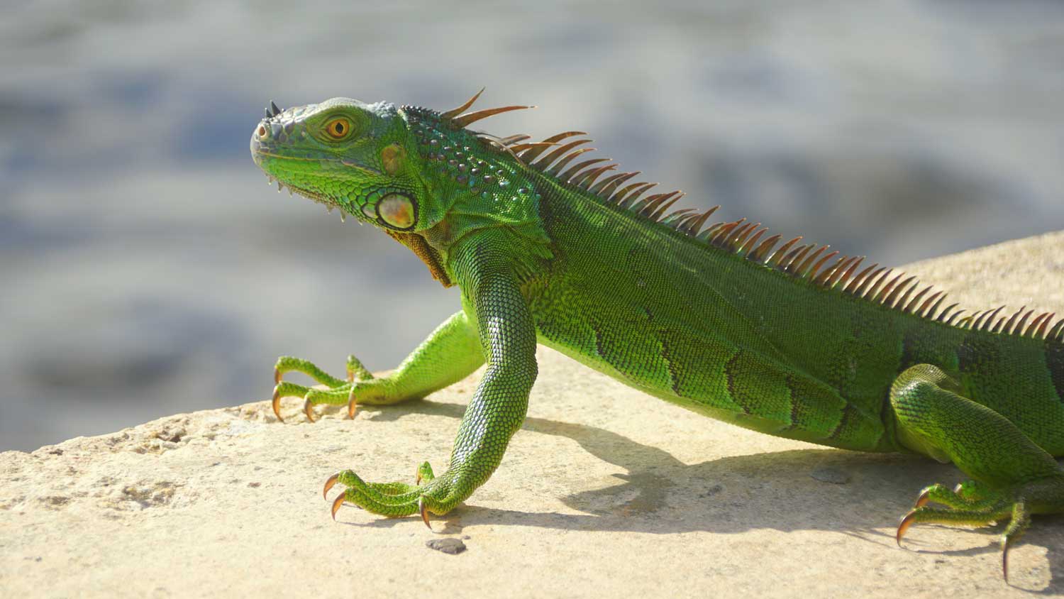 green iguana in florida