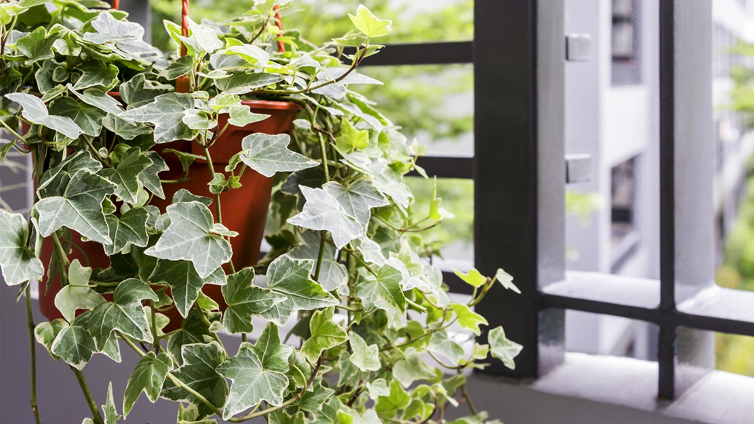 Green ivy plant window