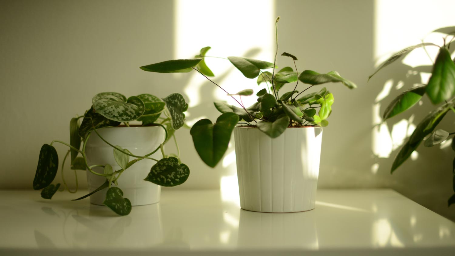 Green potted plants