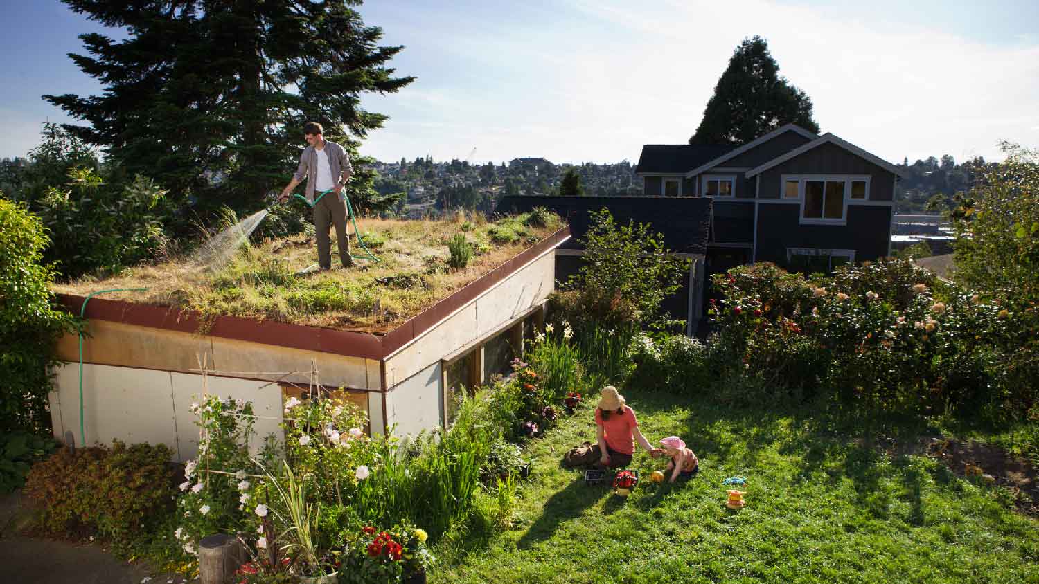 A man watering the green roof of his house