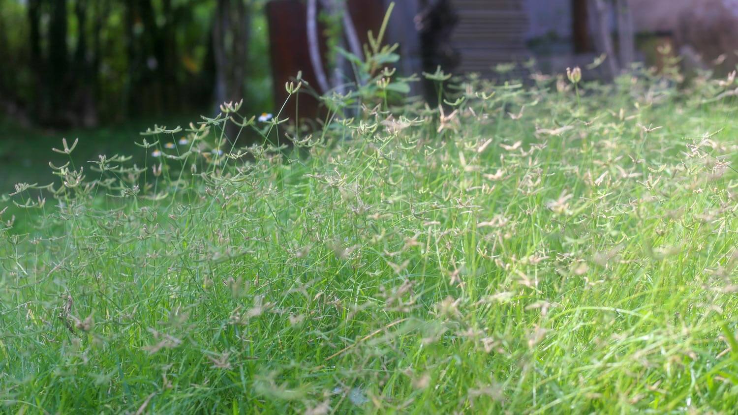 A greenfield of perrenial ryegrass