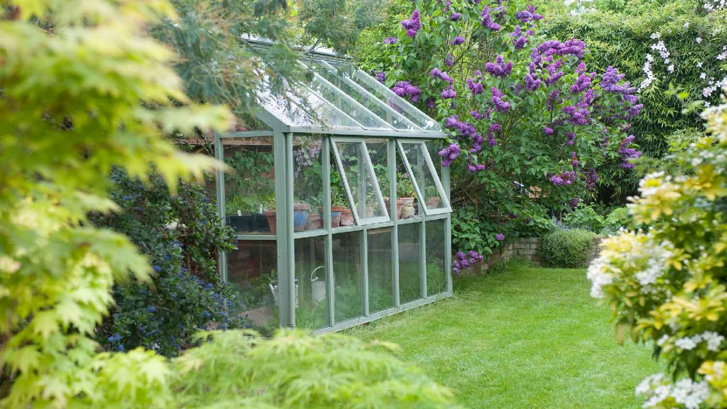 A greenhouse in a back garden with open windows for ventilation