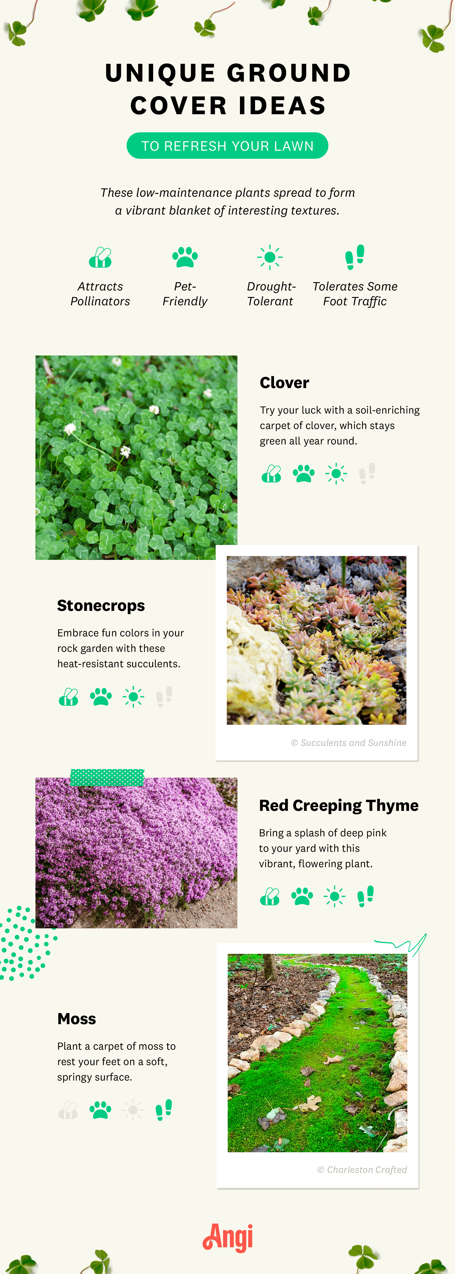 unique ground cover ideas infographic