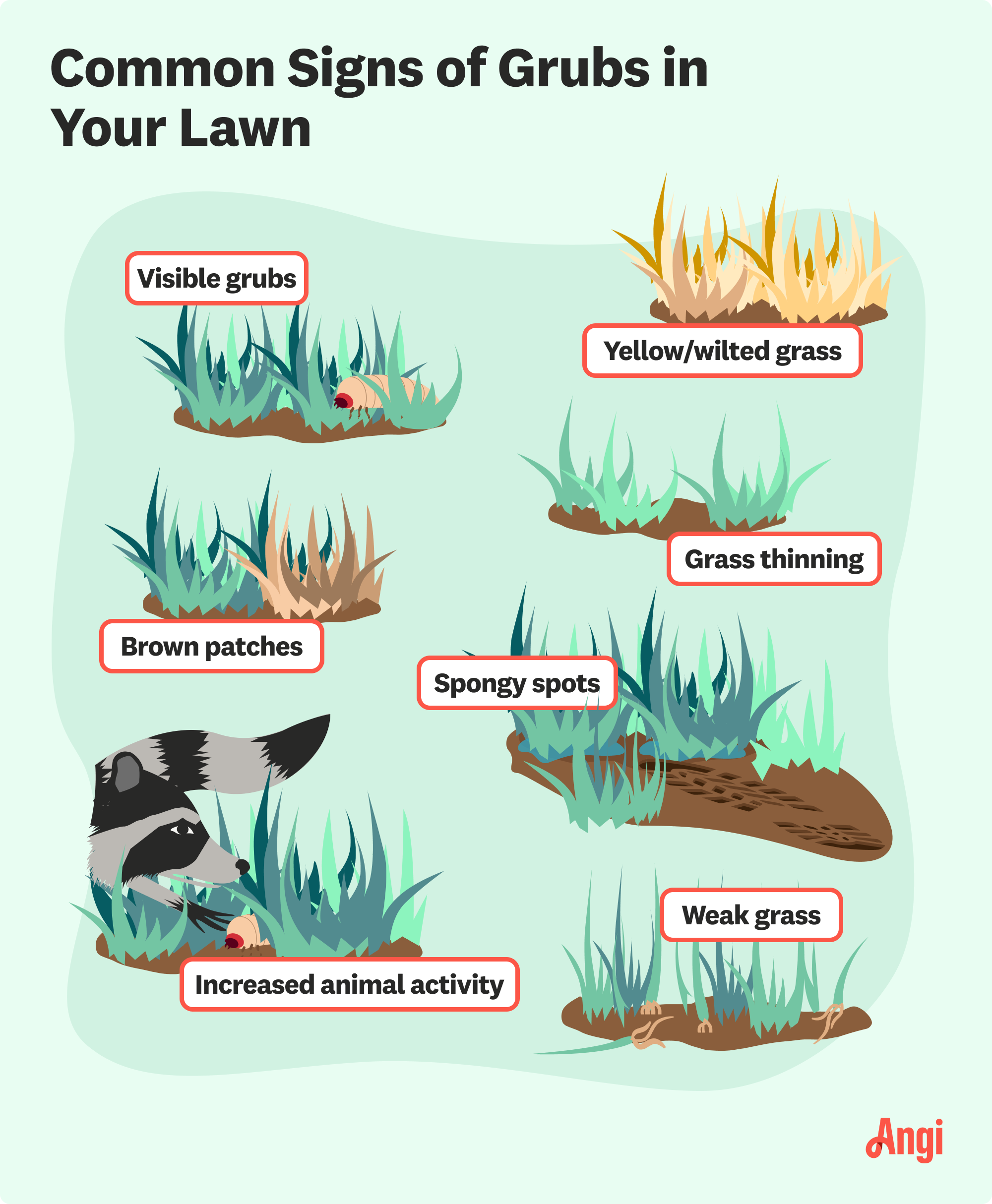 7 signs grubs are in your lawn, including wilted grass, spongy spots, and increased animal activity