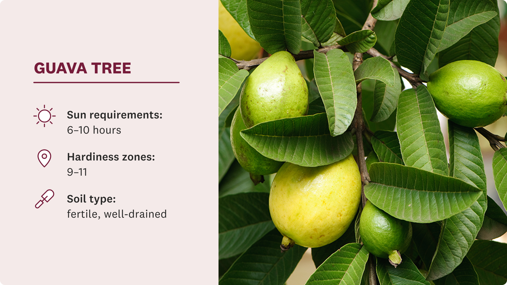 Guava fruit hanging from tree