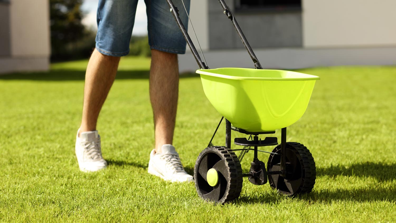 A guy reseeding the lawn using a reseeder