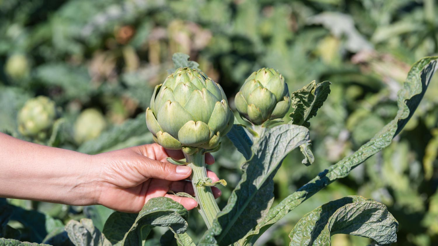 A hand grabbing an artichoke