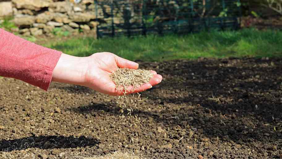 hand sowing grass seeds in patch 