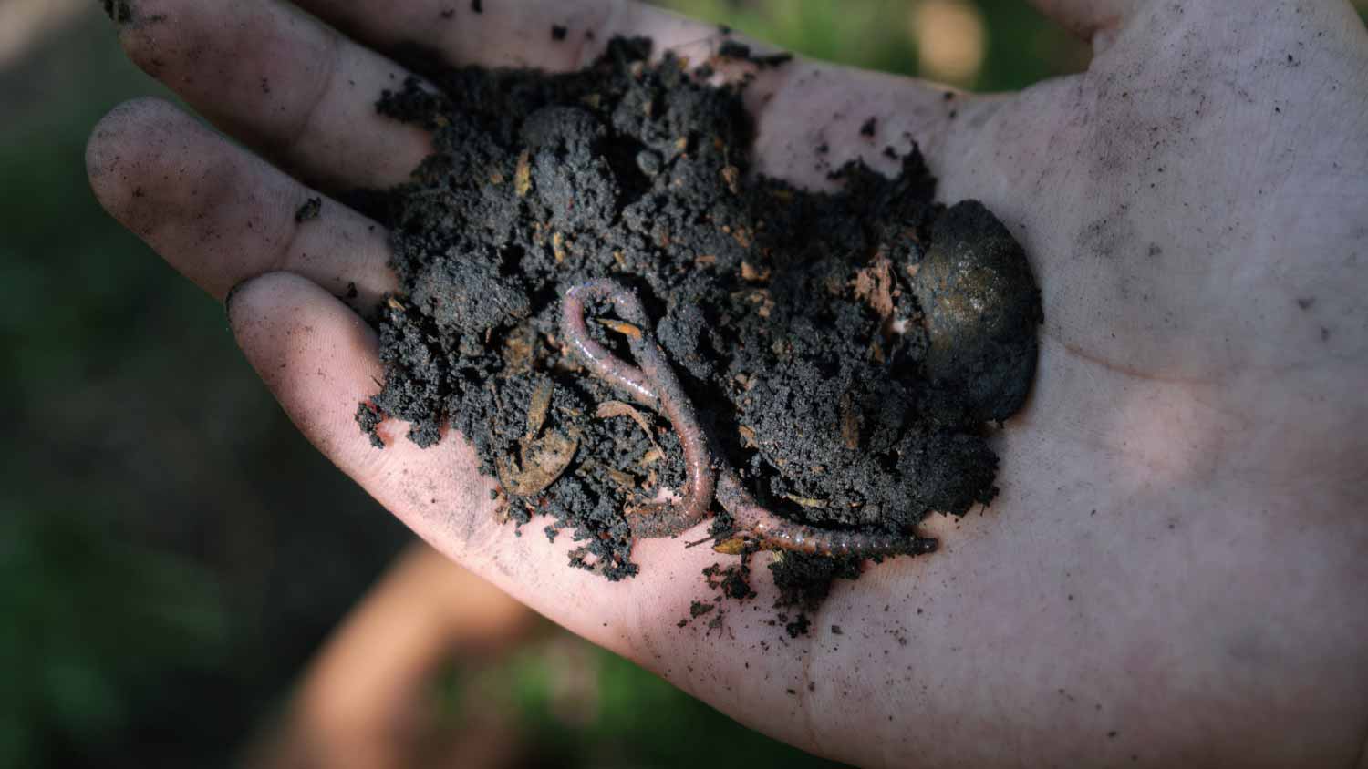 Hand holding a earthworm