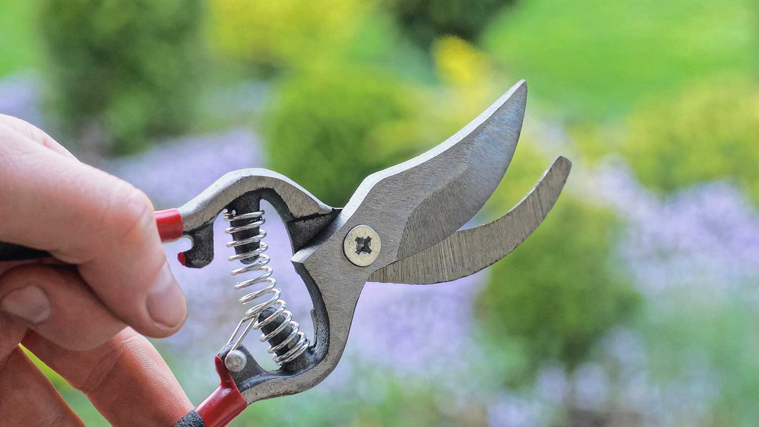 Hand holding pruning shears