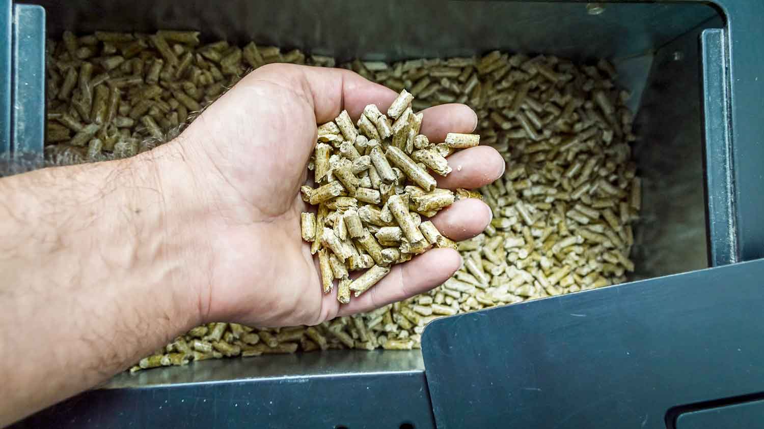 Hand holding wood pellets above the pellet stove