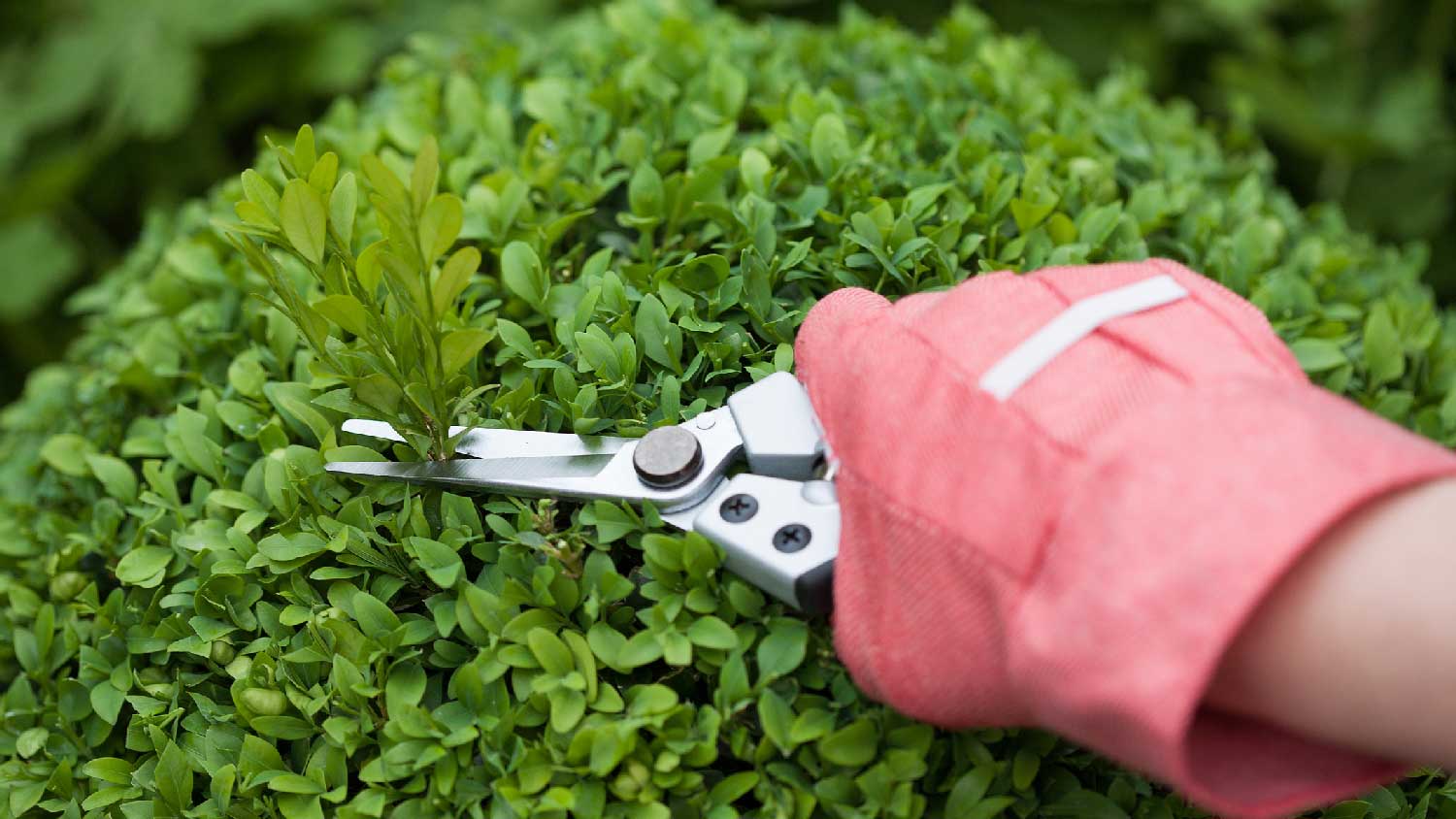 A hand trimming a boxwood shrub