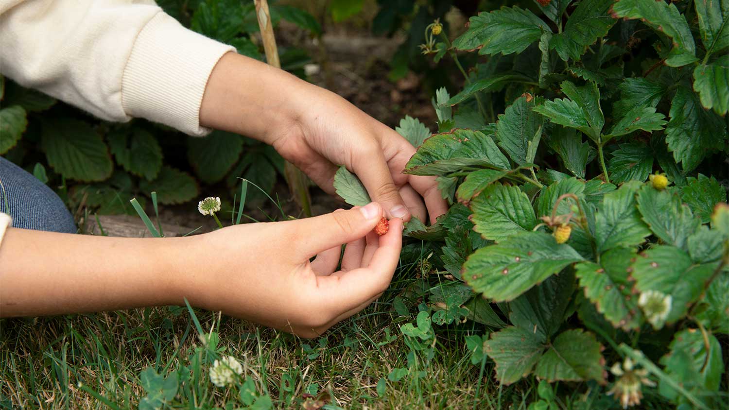 A person handles strawberries in a garden