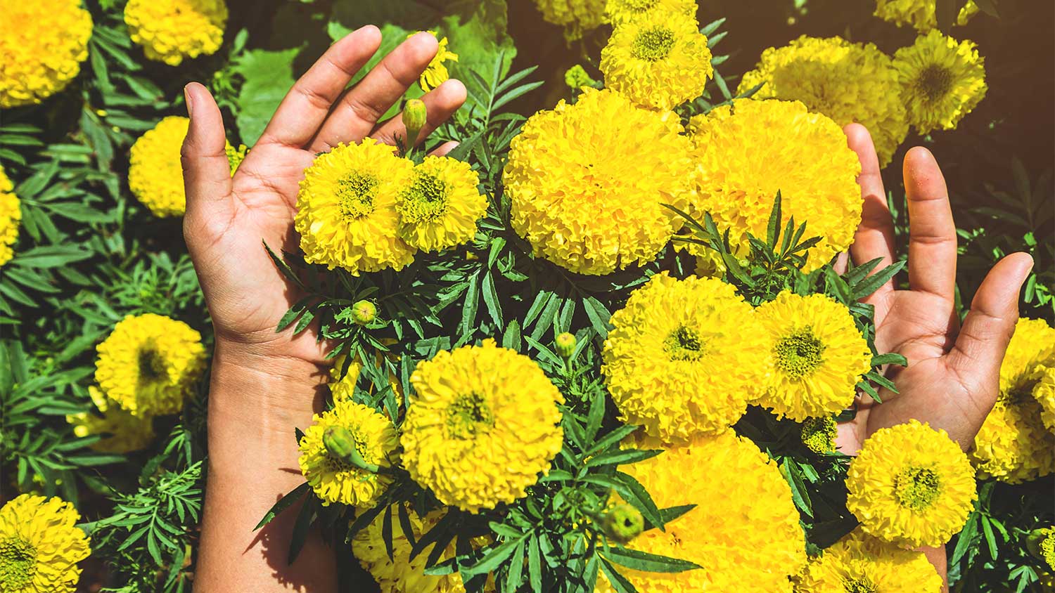 Hands and yellow marigolds