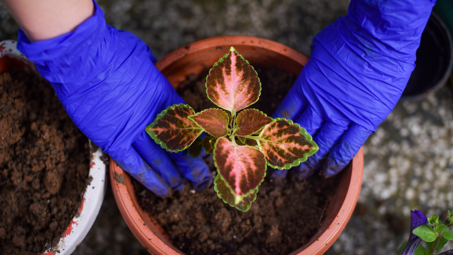 Hands in protective blue gloves planting a coleus plant