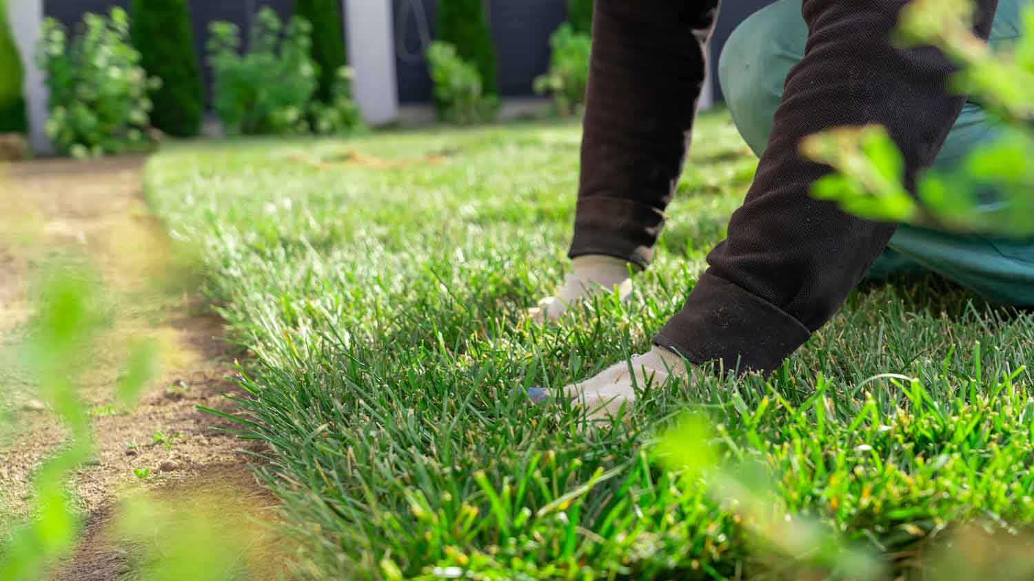 Hands of a person fixing a sod in the backyard