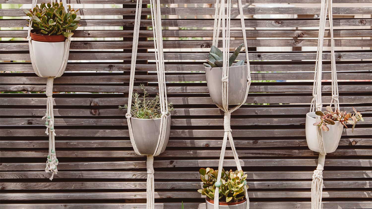 A wooden fence holds hanging baskets of succulent plants