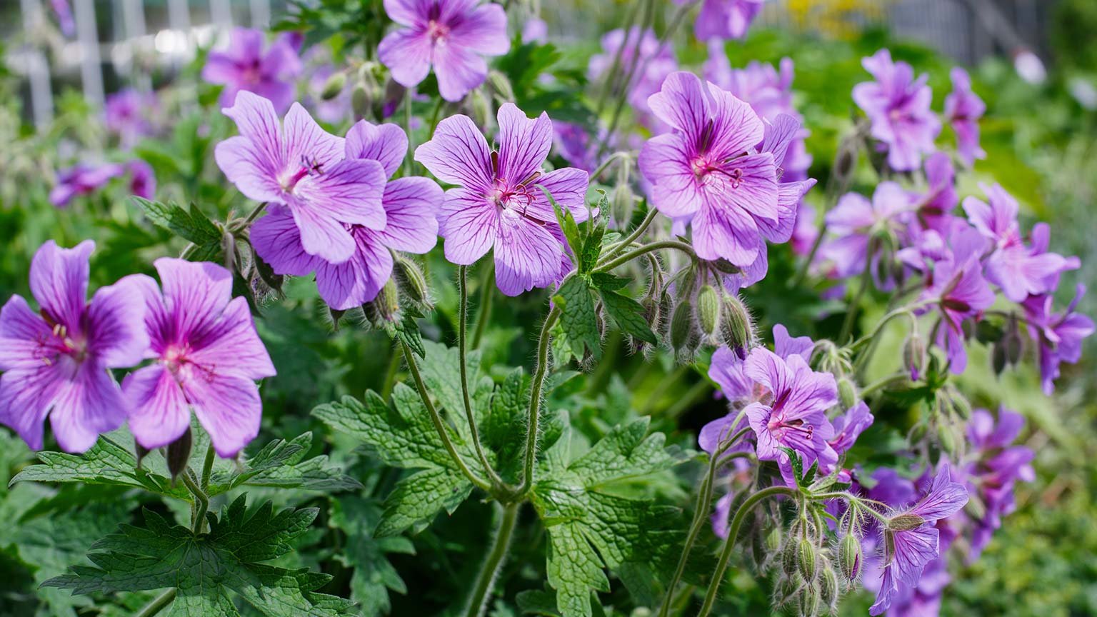 hardy geranium