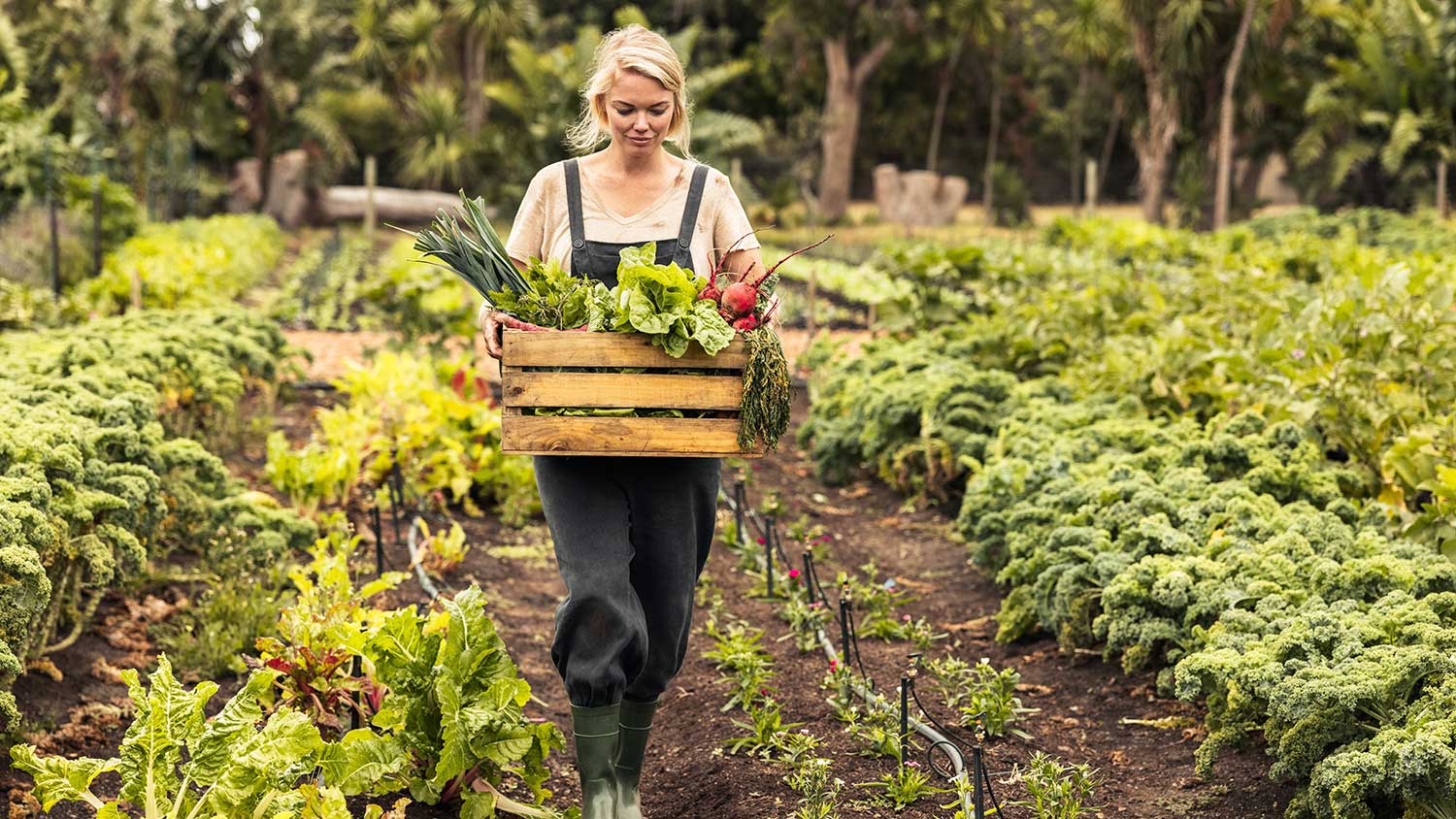 Woman harvesting fresh vegetables from her garden