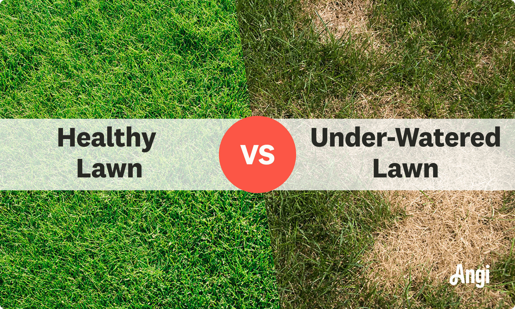 Healthy lawn versus under-watered lawn visual comparison