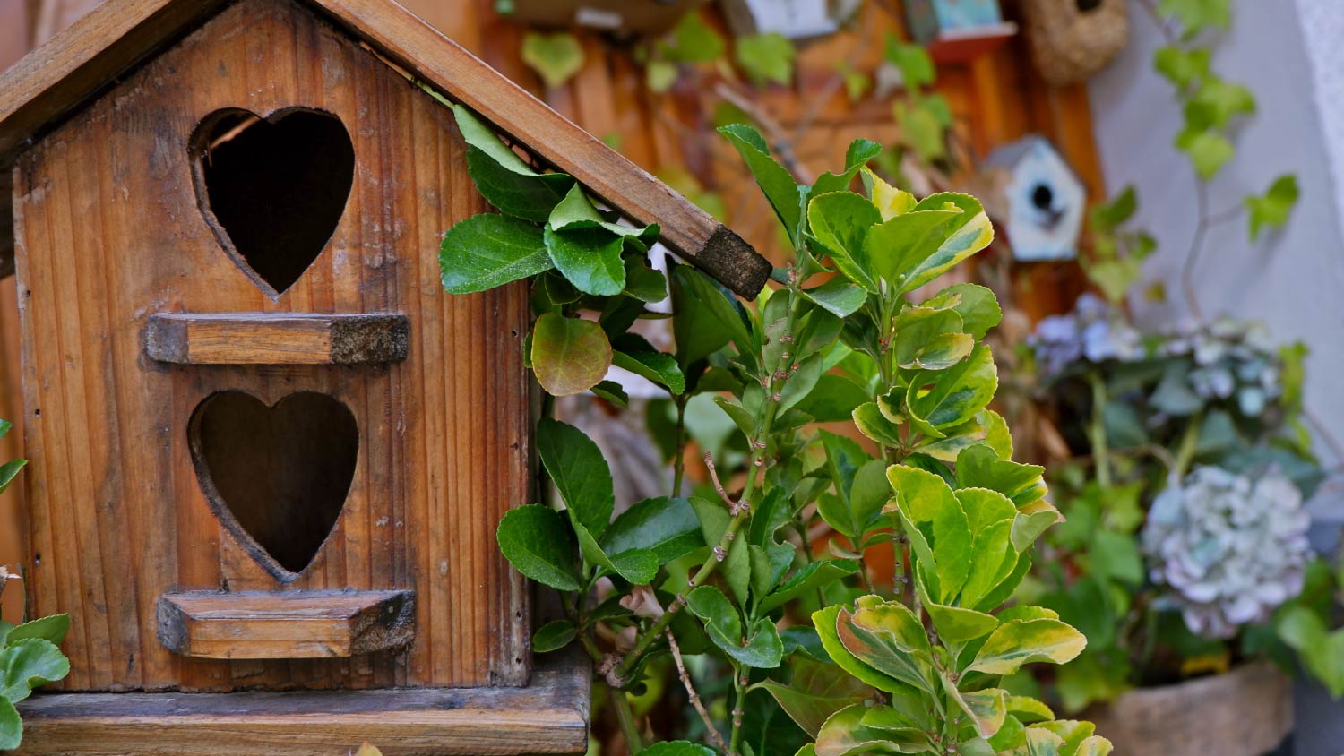 Whimsical Bird Houses, Novelty Bird Houses, Unusual and Unique Birdhouses  at Songbird Garden