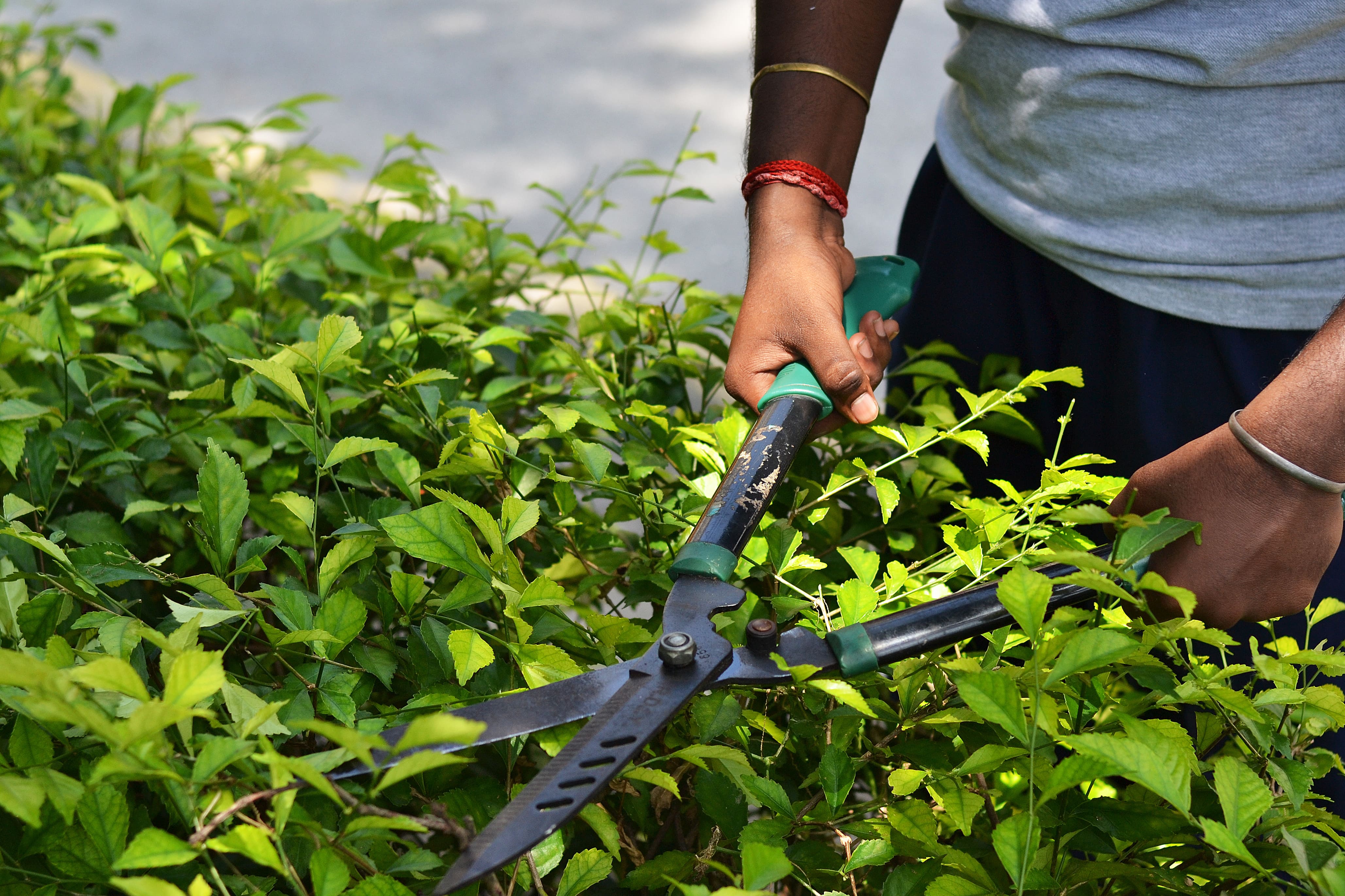 Man trimming top of hedge with hedge shears