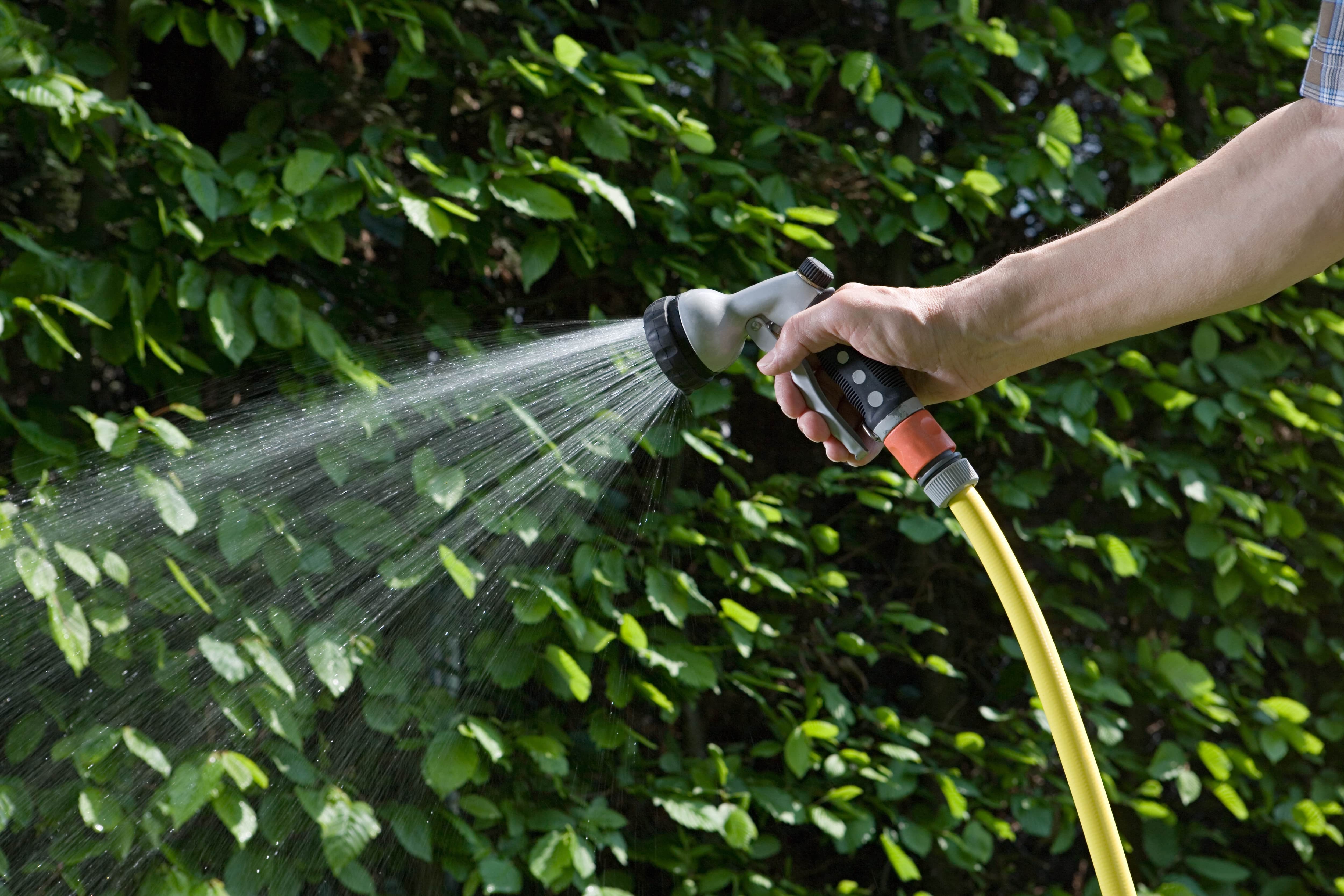 Man using hose to water hedges