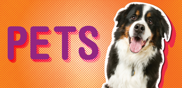 pets graphic