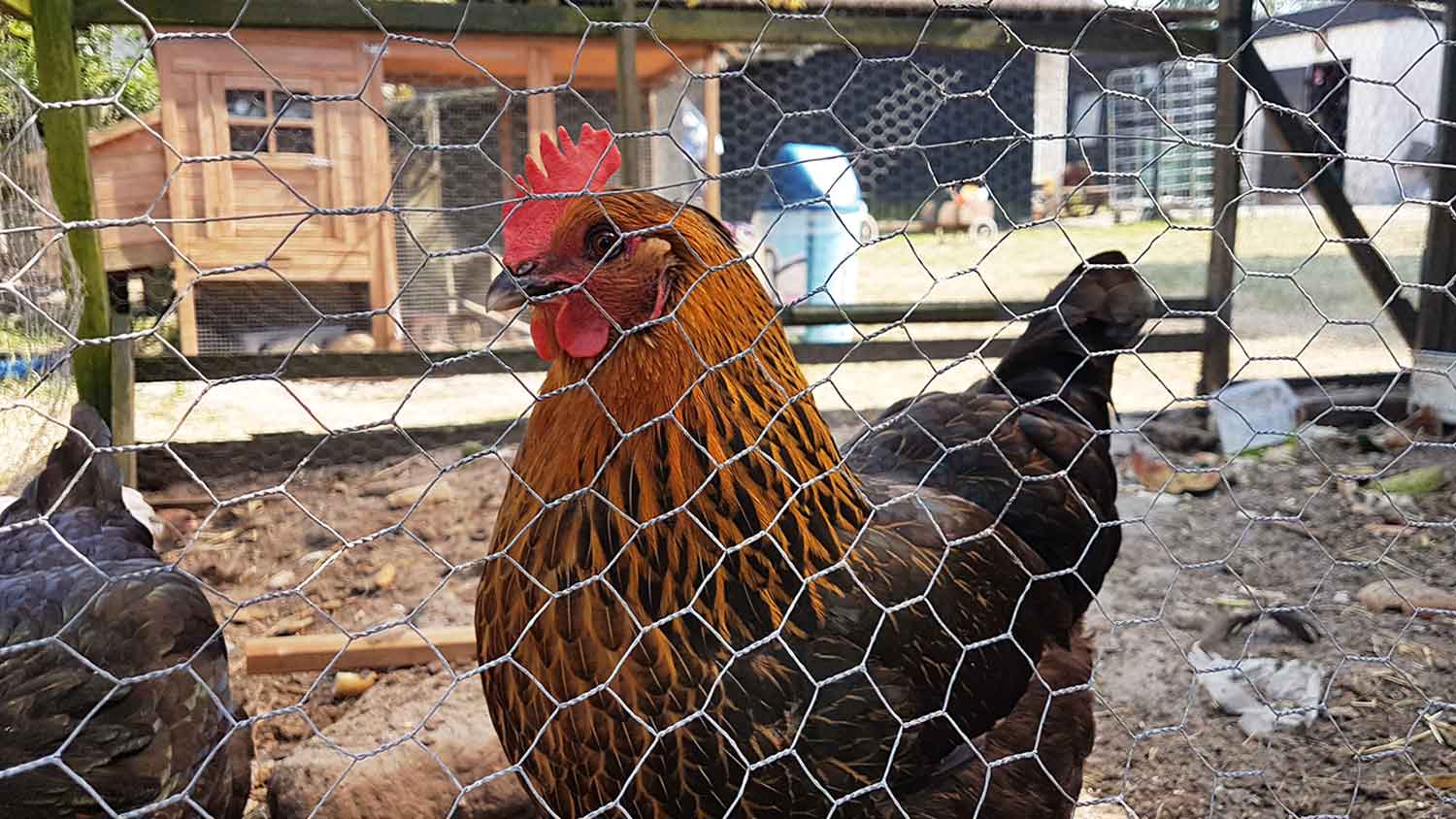 Hen walking by the wire fence in a chicken coop