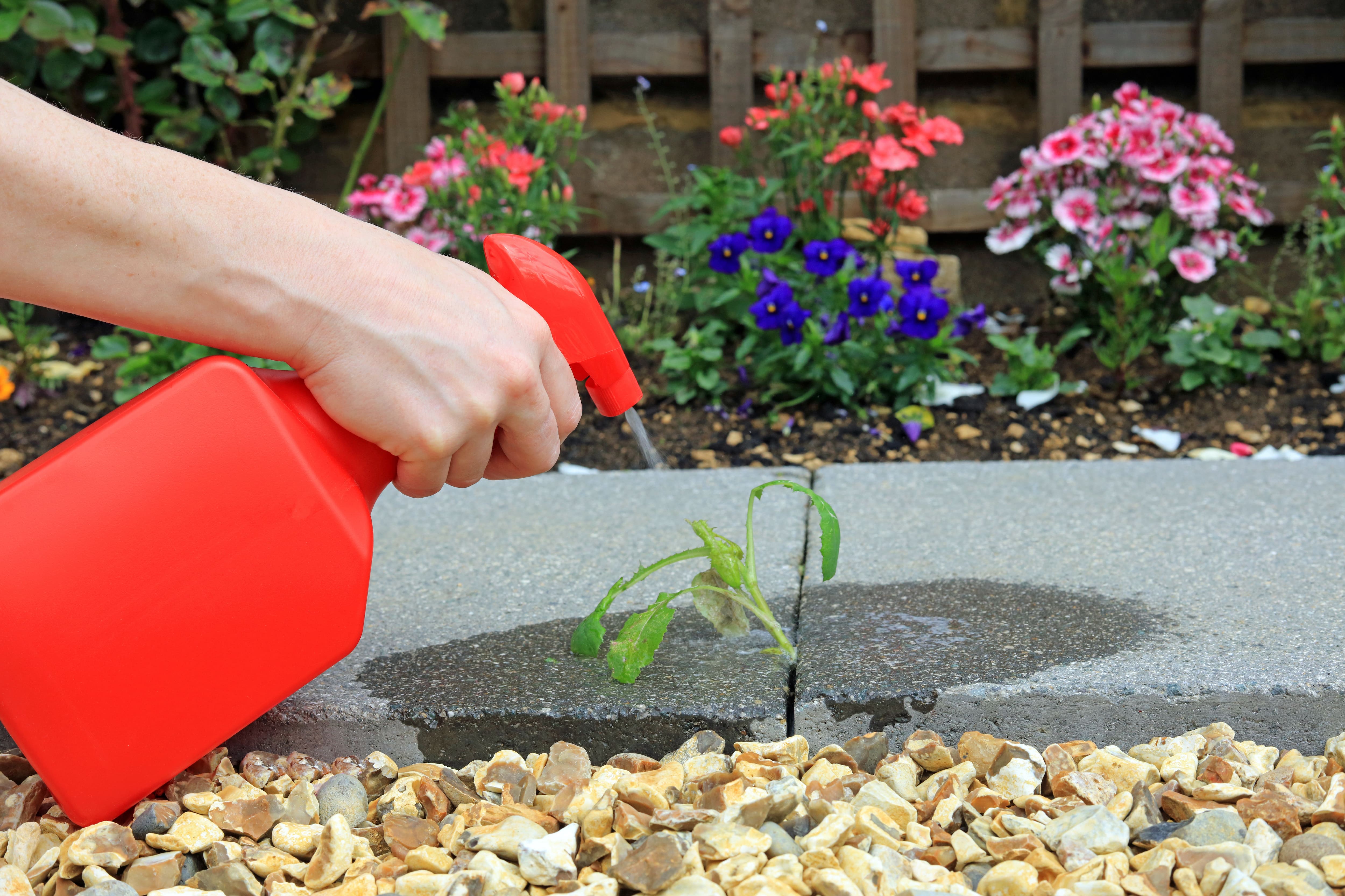 A gardener treating weeds with a bottle of homemade weed killer