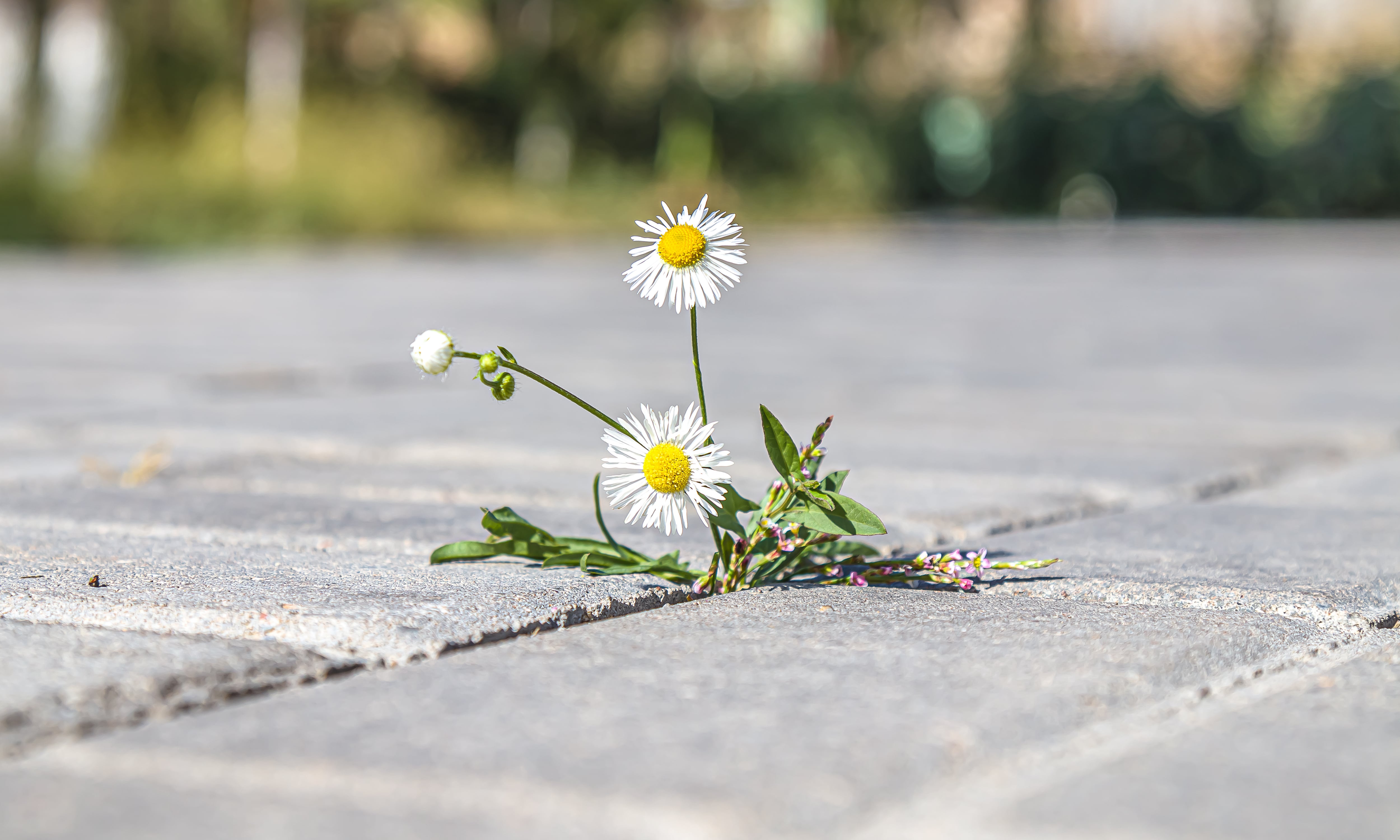 A weed growing between cracks in the pavement