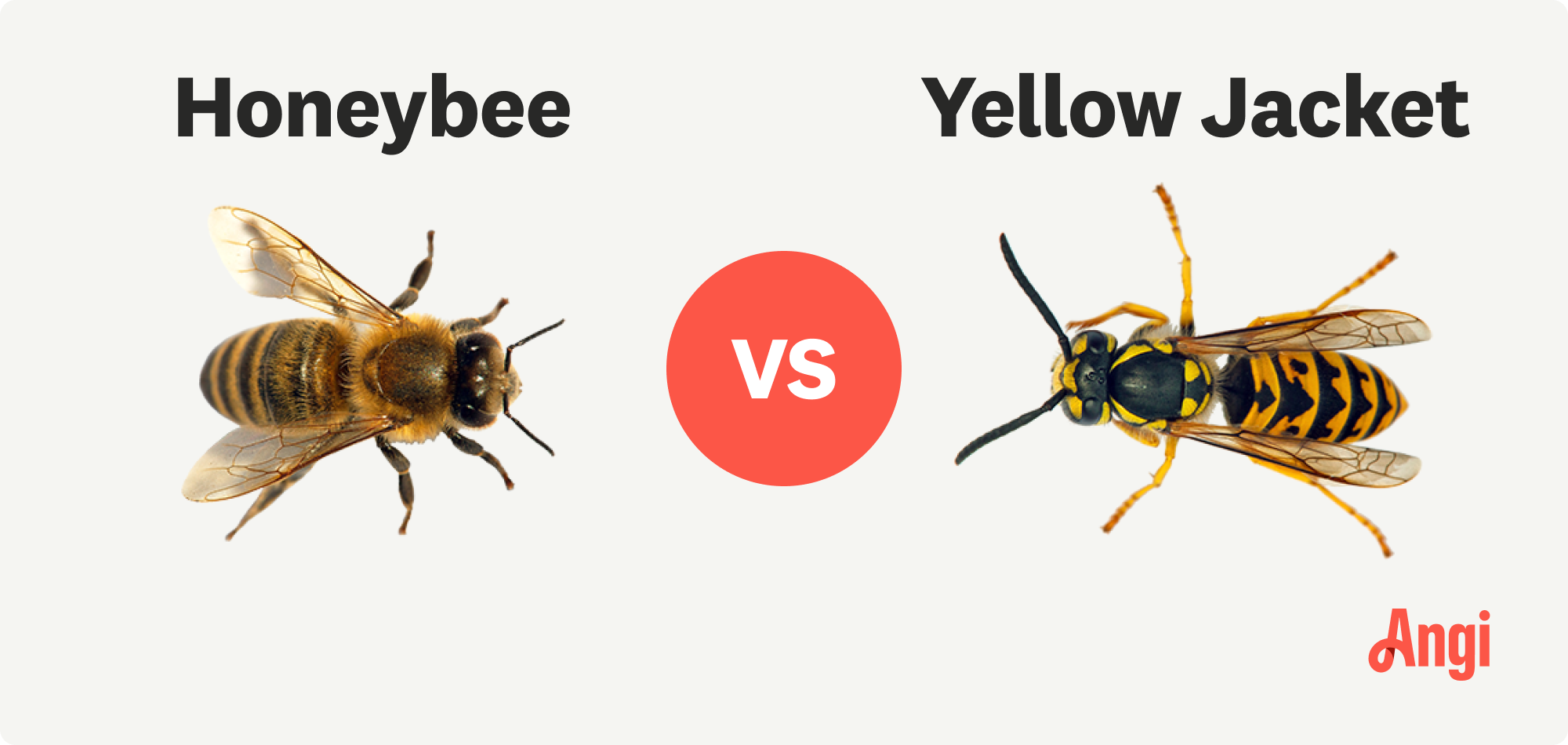 Honeybee versus yellow jacket visual comparison