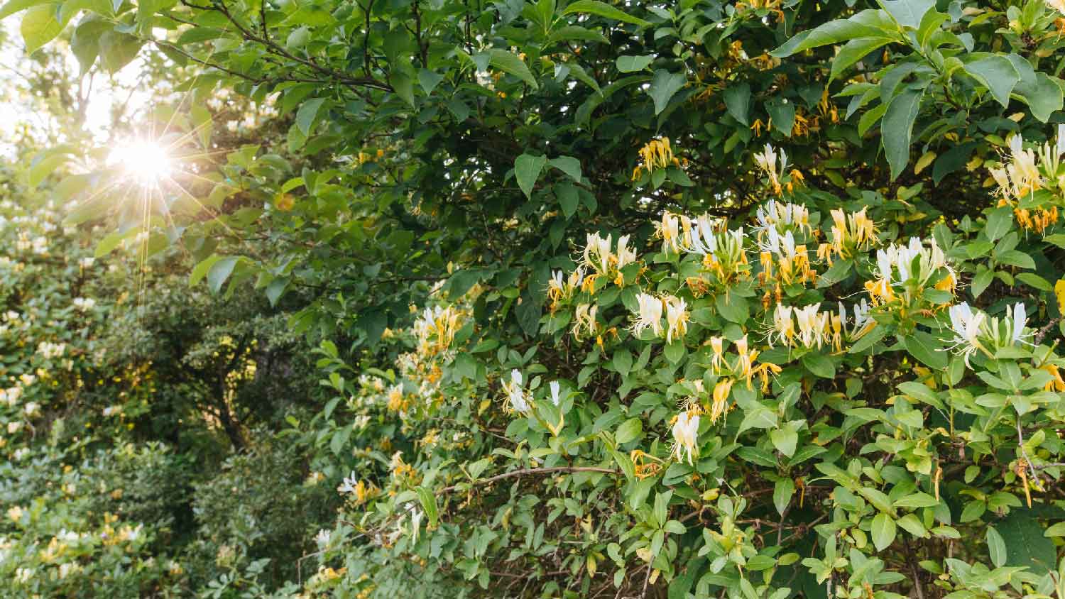 A honeysuckle blooming on a sunny day