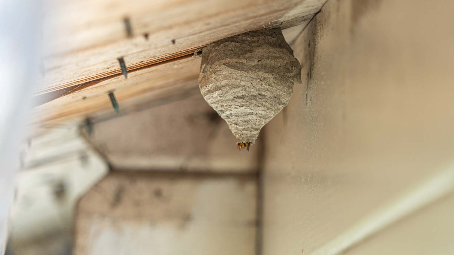 A hornet’s nest under a wooden roof