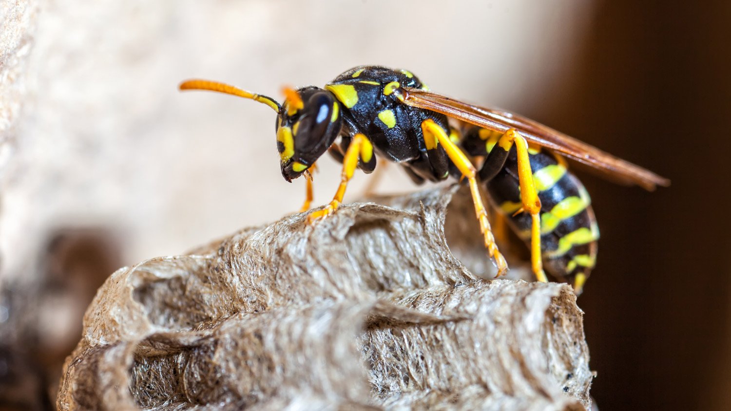 Wasp with paper nest