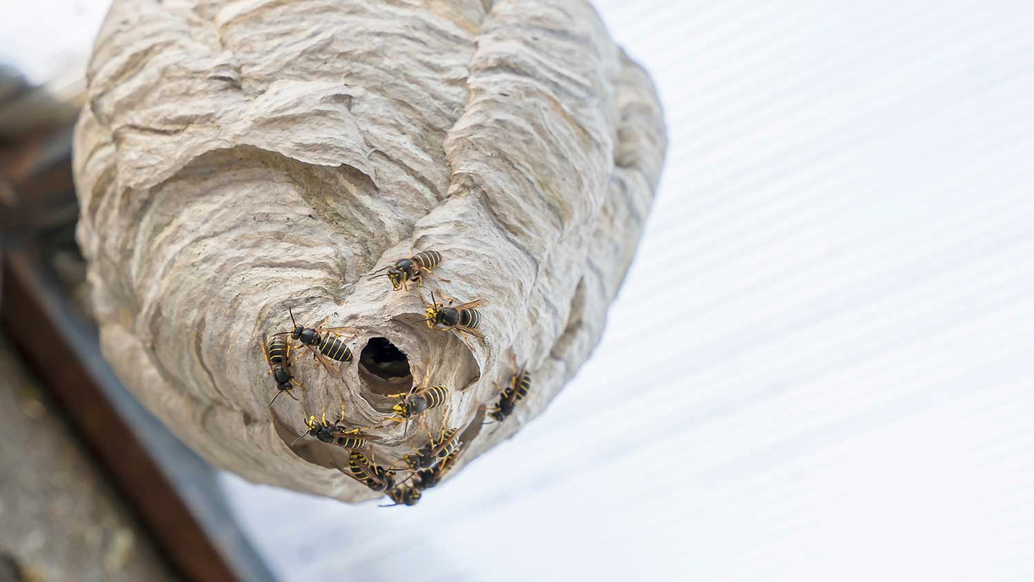 Closeup of a hornet's nest with visible wasps 