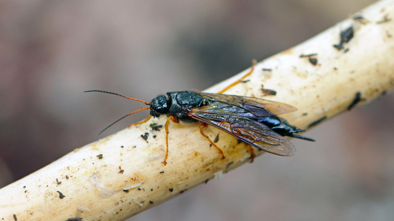 A horntail wasp on a spruce branch