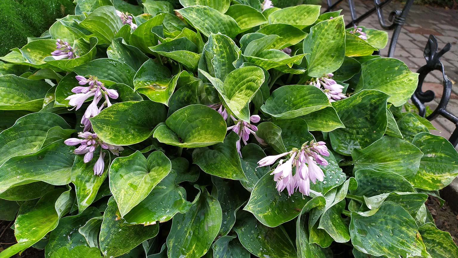 hosta