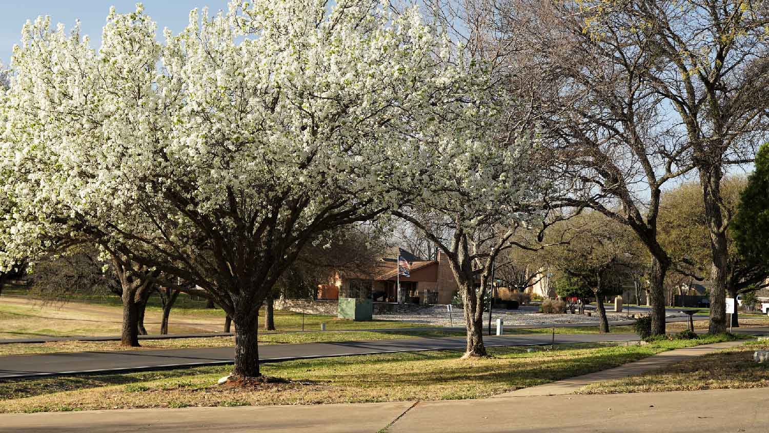 A house driveway with blossomed bradford pear tree