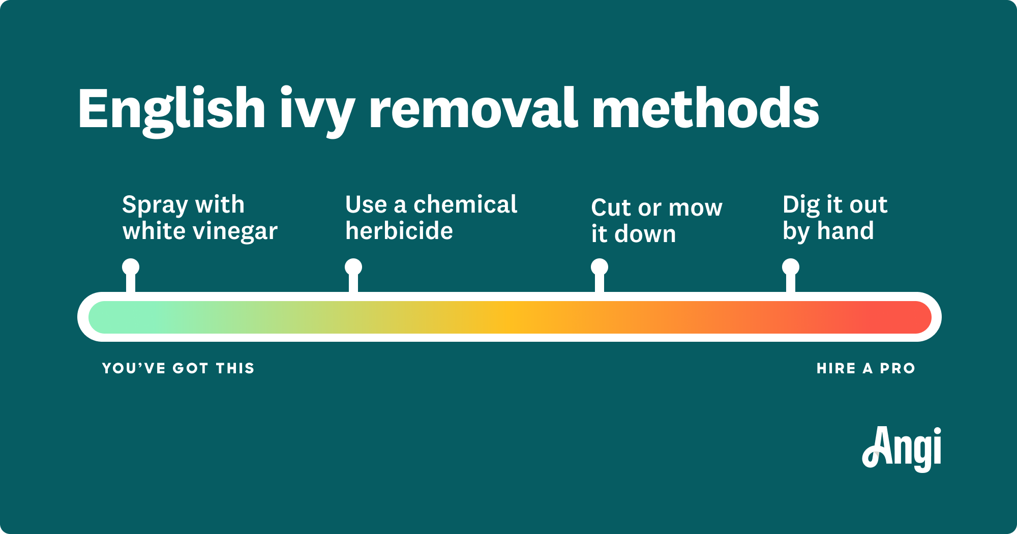 4 ways to get rid of English ivy, with spraying with vinegar being the easiest and digging it out being the most difficult