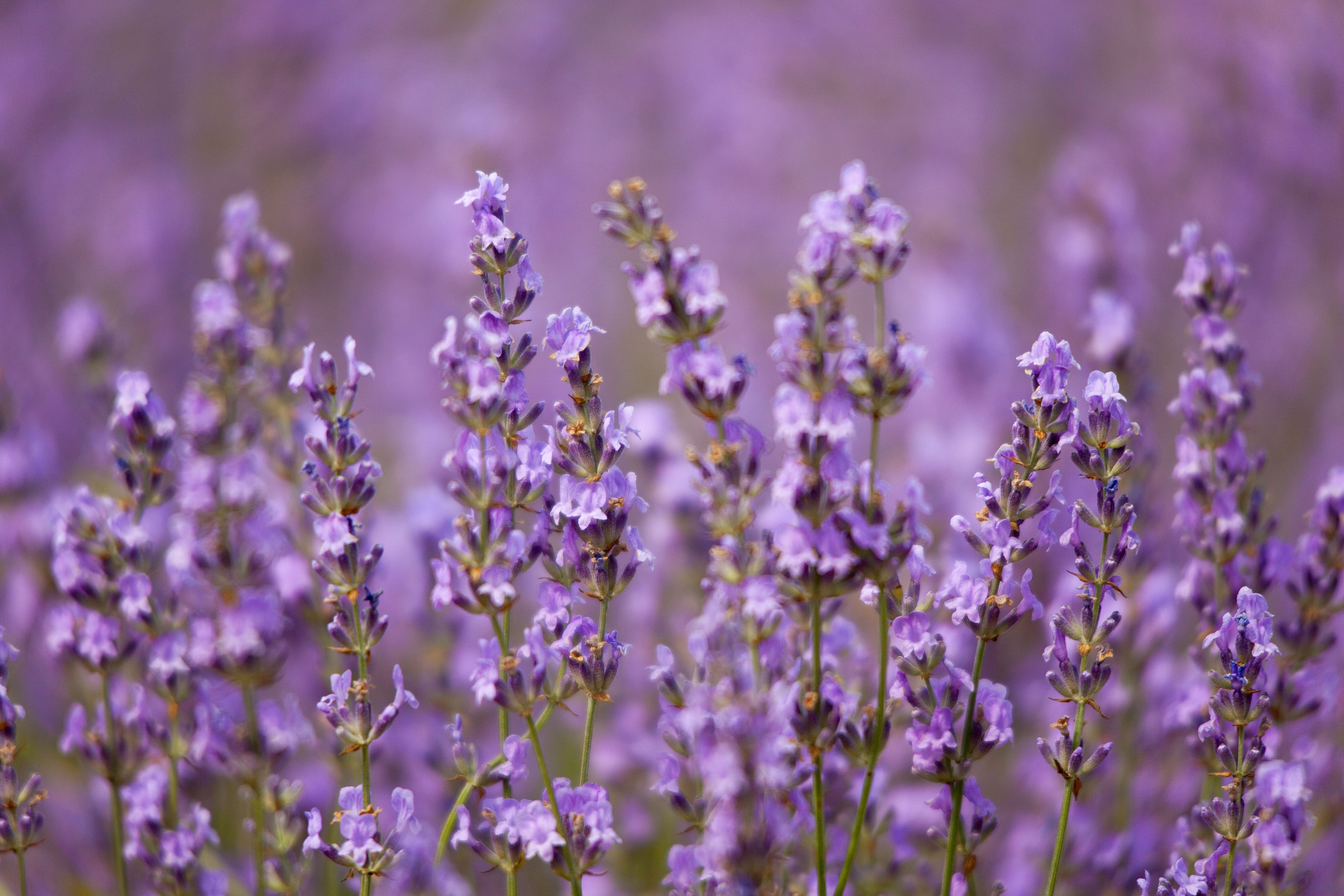 A close up image of lavender plants in bloom