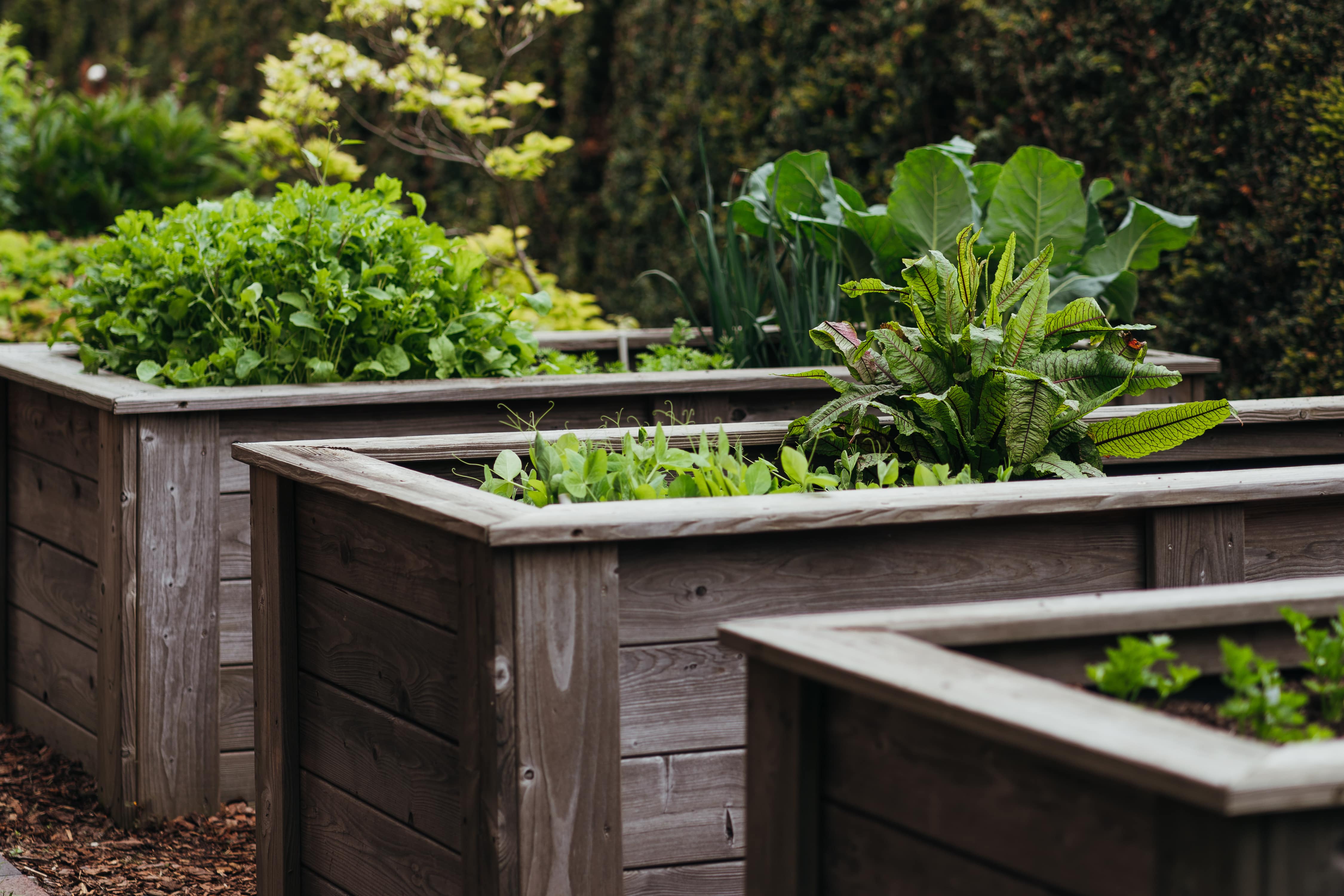  Green leafy plants growing in wooden raised garden beds