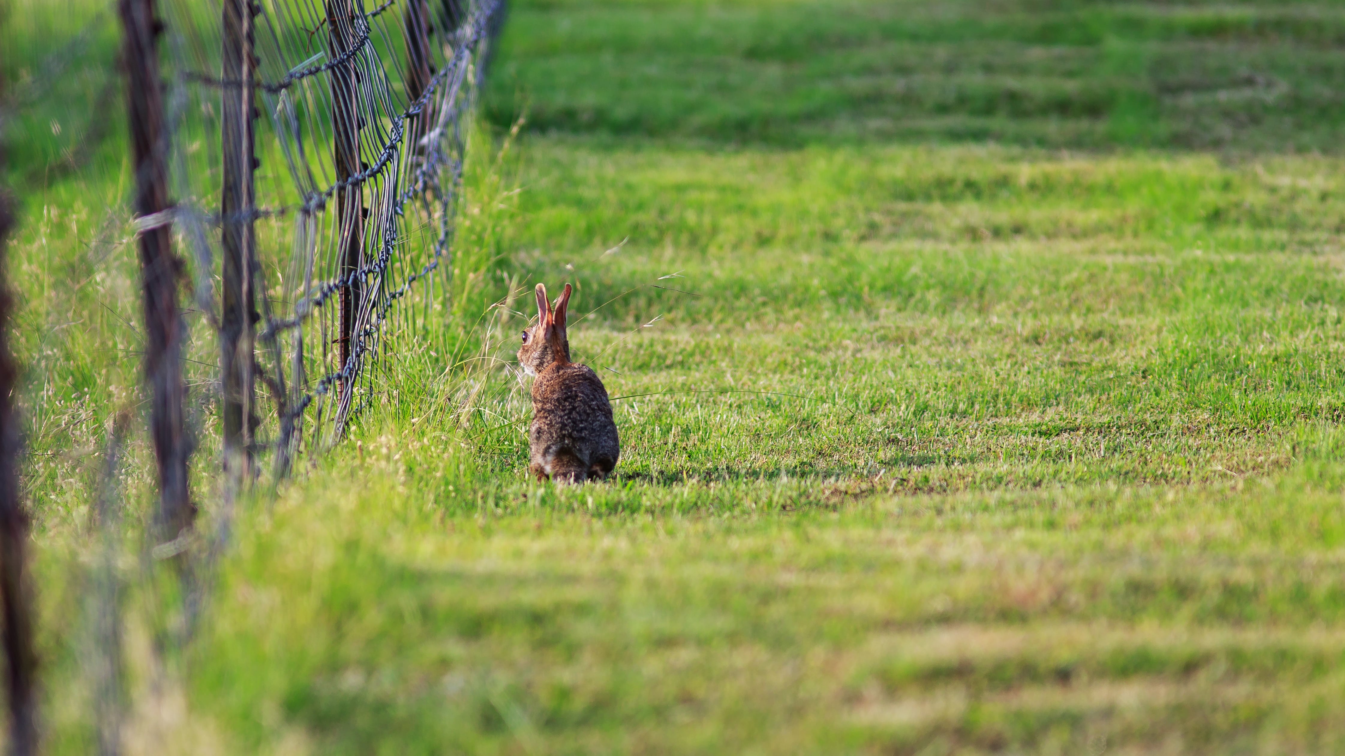 A cottontail rabbit walking along a post and wire fence