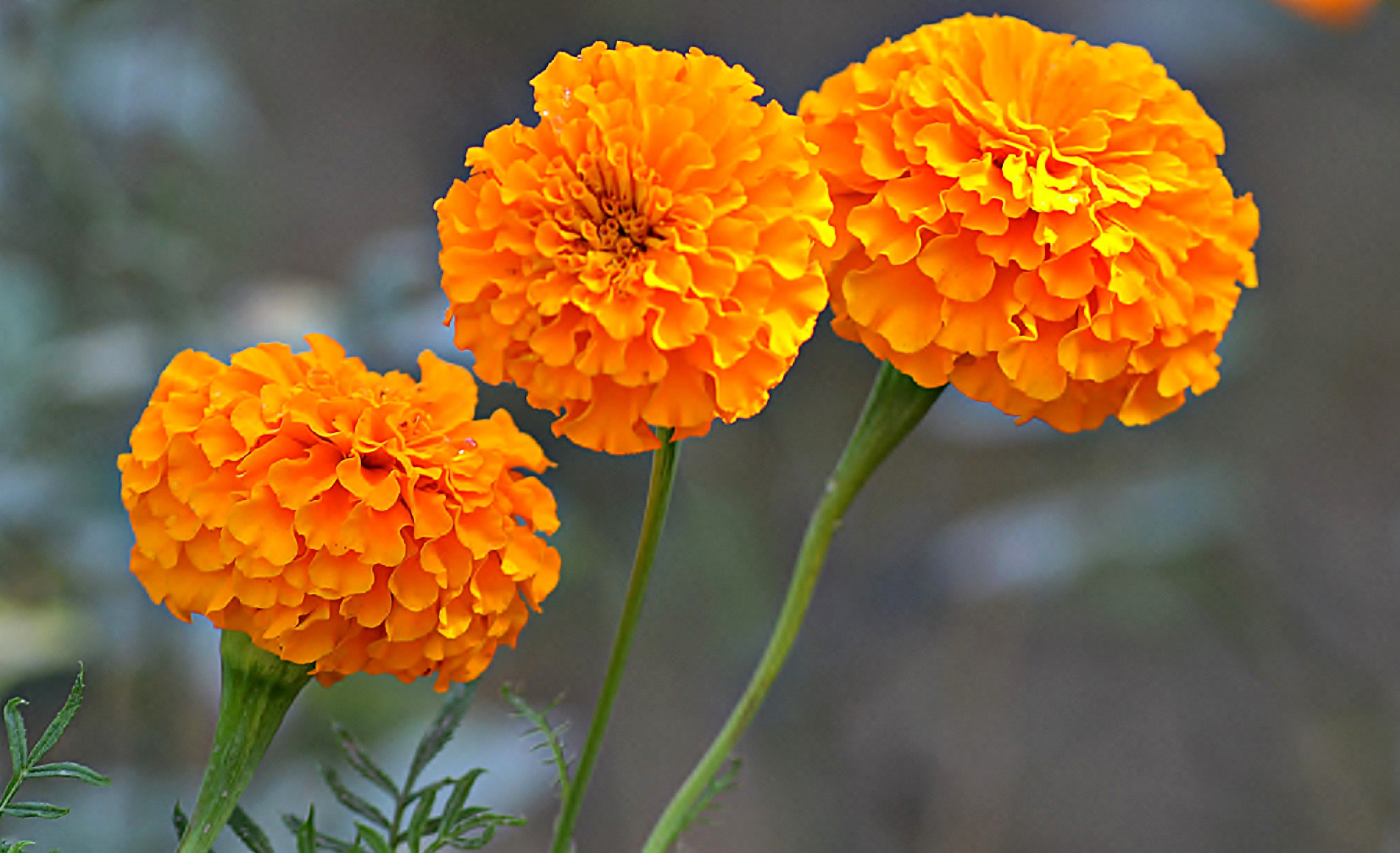 A close up of three bright orange marigold flowers