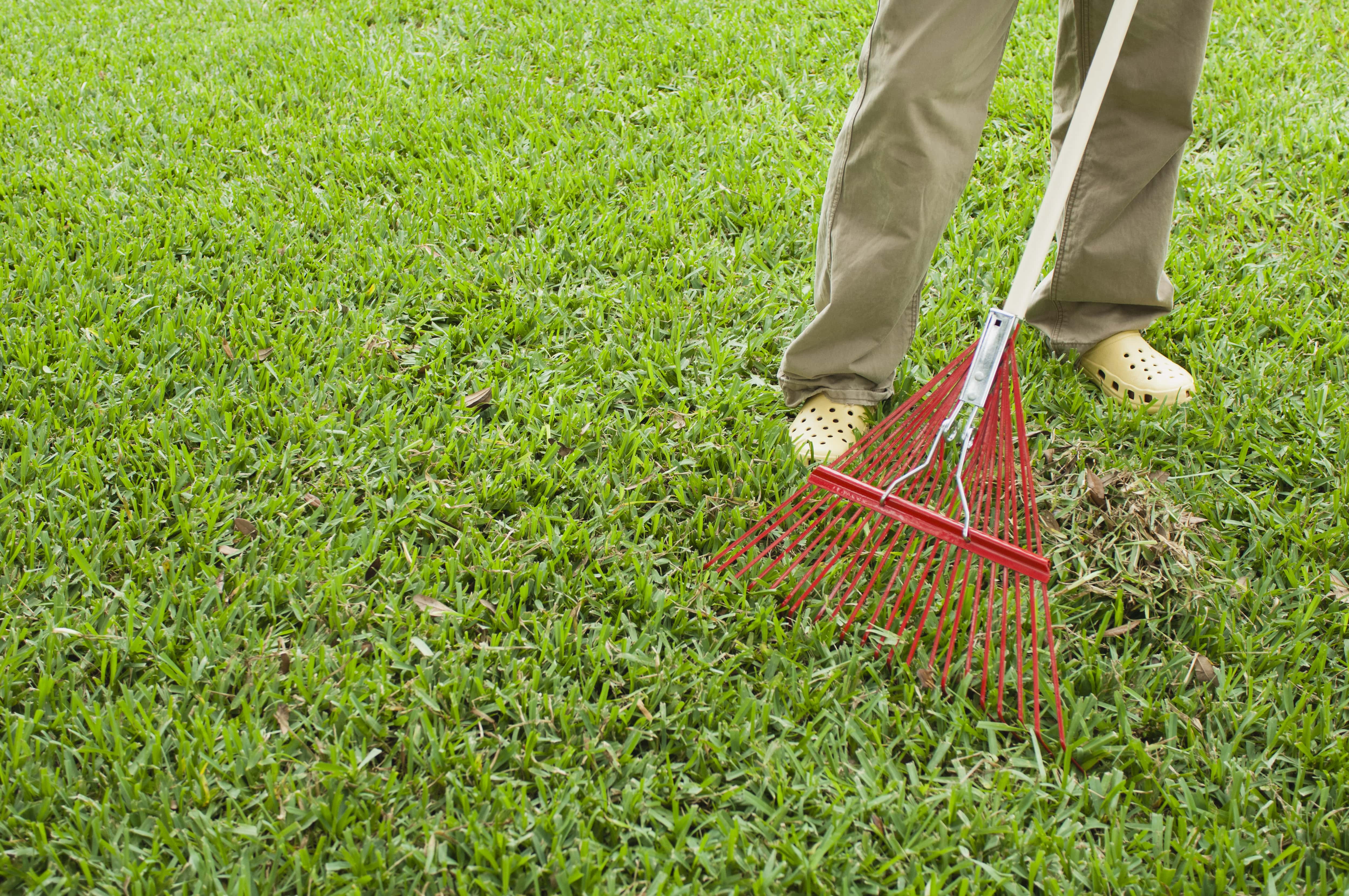 Raking a lawn before mowing