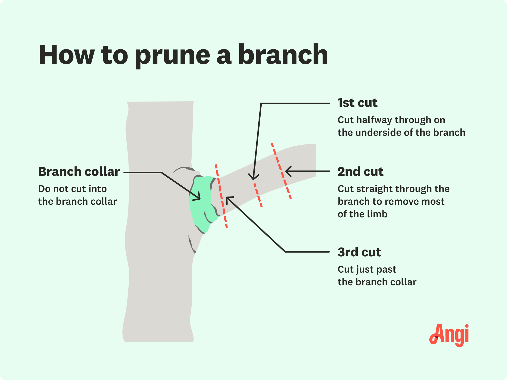 3 steps on how to properly prune a branch illustrated, making sure not to cut into the branch collar