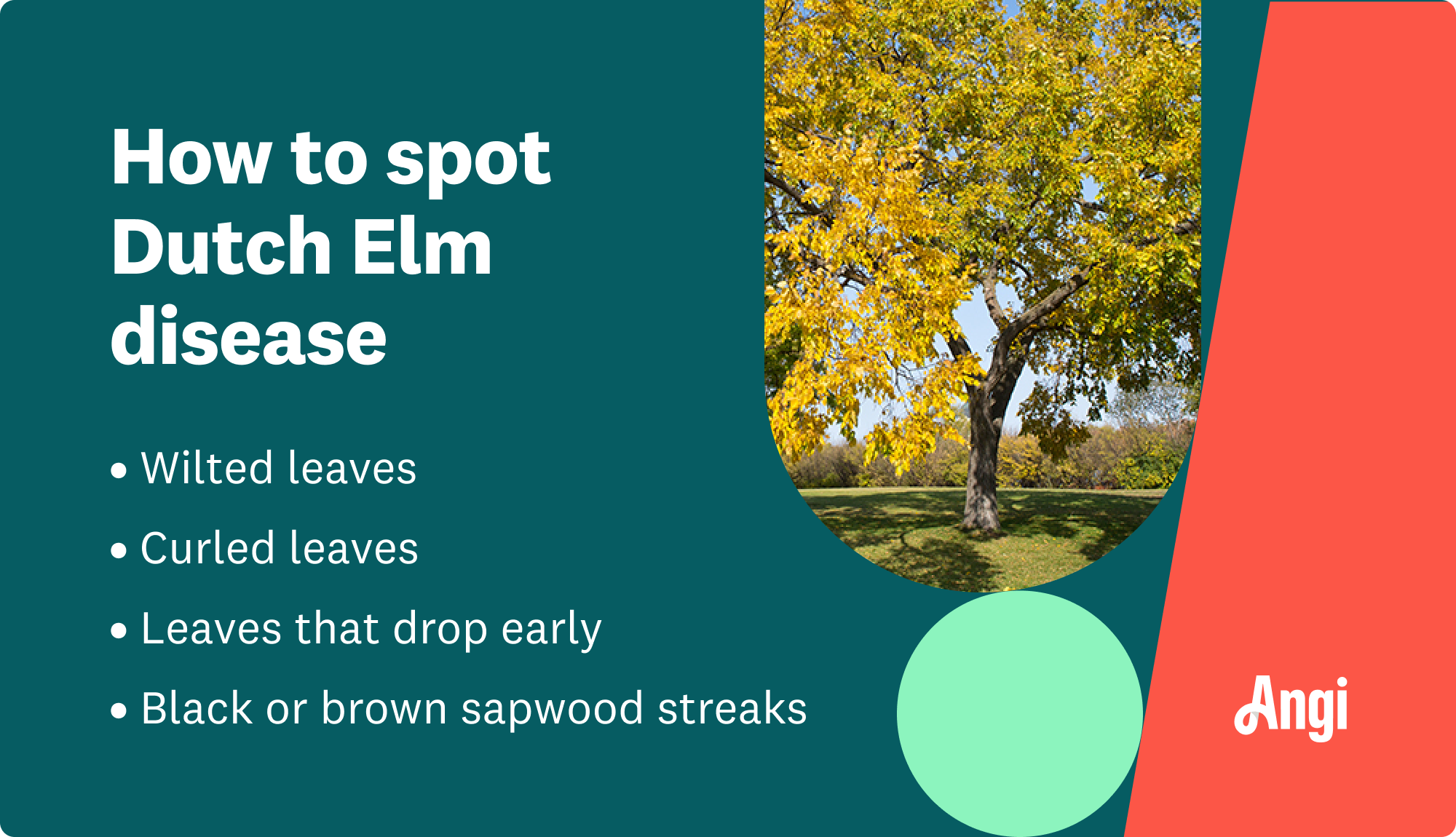 4 ways to spot Dutch elm disease, including curled leaves and black or brown sapwood streaks