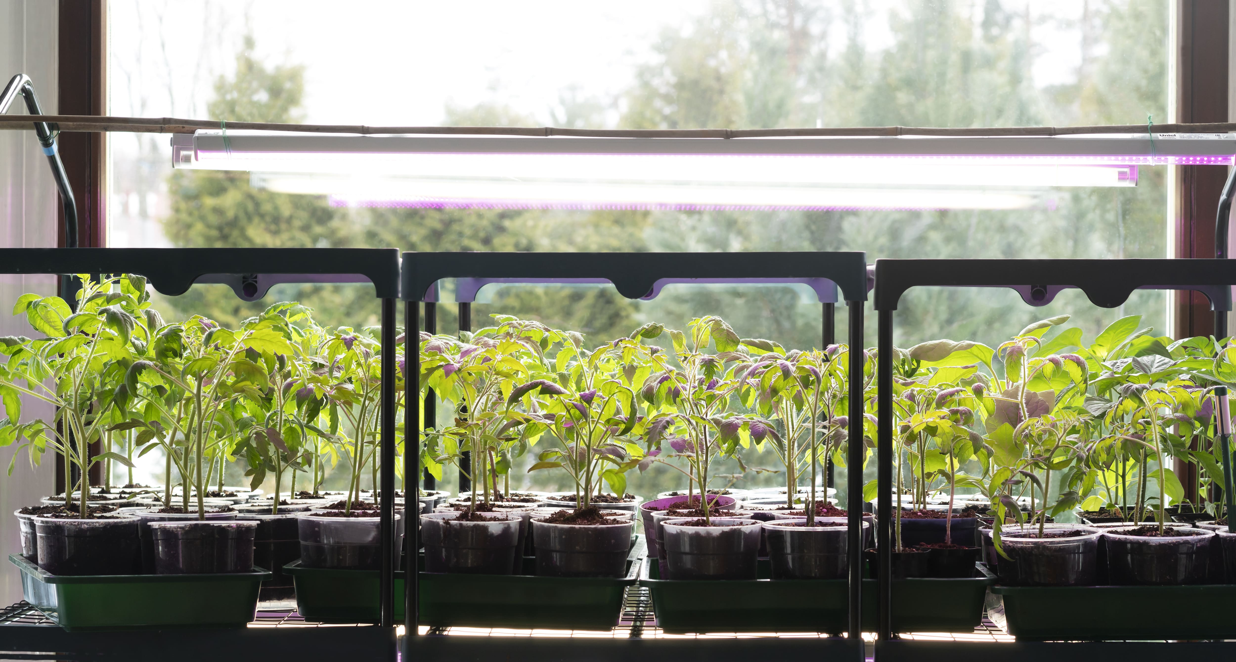 Young tomato seedlings growing under artificial light